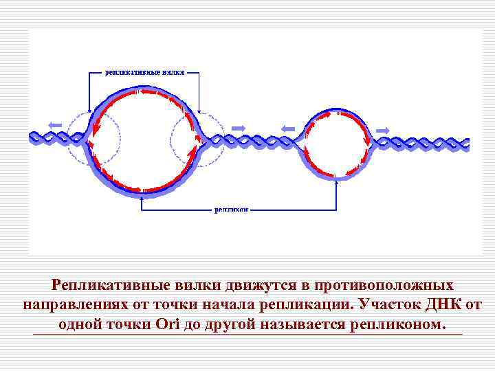 Репликативные вилки движутся в противоположных направлениях от точки начала репликации. Участок ДНК от одной