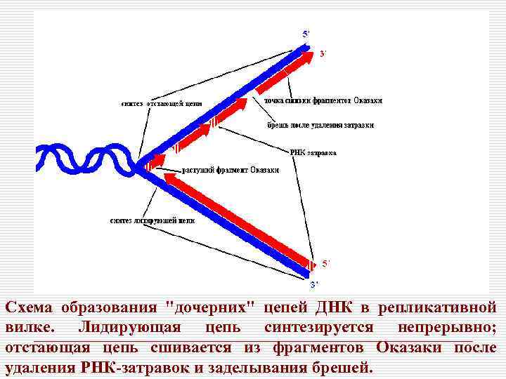 Схема образования 