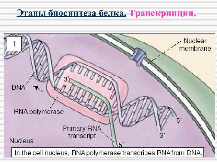 Этапы биосинтеза белка. Транскрипция. 