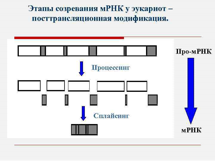 Этапы созревания м. РНК у эукариот – посттрансляционная модификация. Про-м. РНК Процессинг Сплайсинг м.