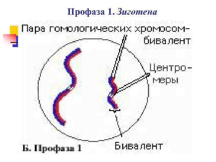 Профаза 1. Зиготена профаза 1. Профаза 1 процессы зиготена. Профаза 1 рисунок. В стадии зиготены профазы 1.