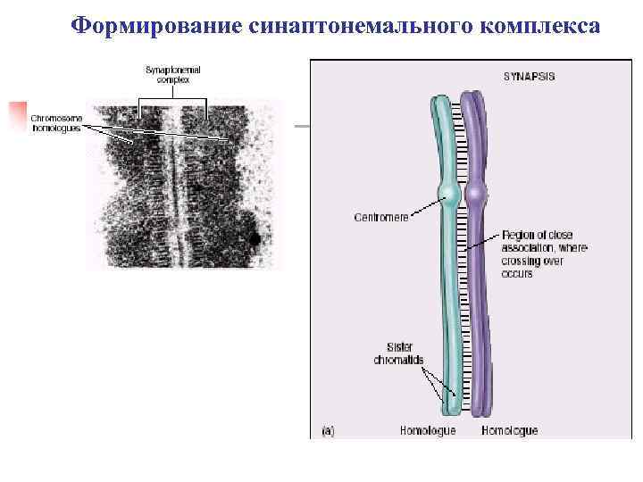 Формирование синаптонемального комплекса 