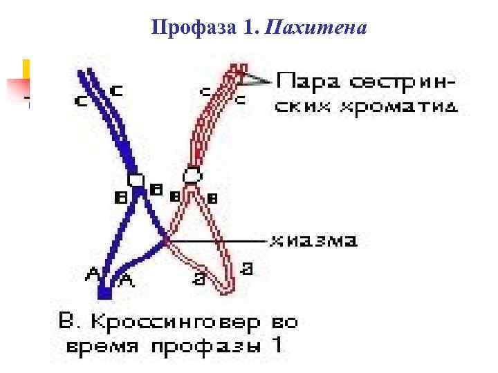 Профаза 1. Пахитена 