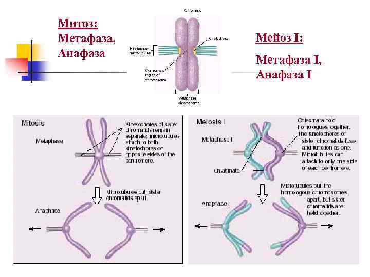 Митоз: Метафаза, Анафаза Мейоз I: Метафаза I, Анафаза I 