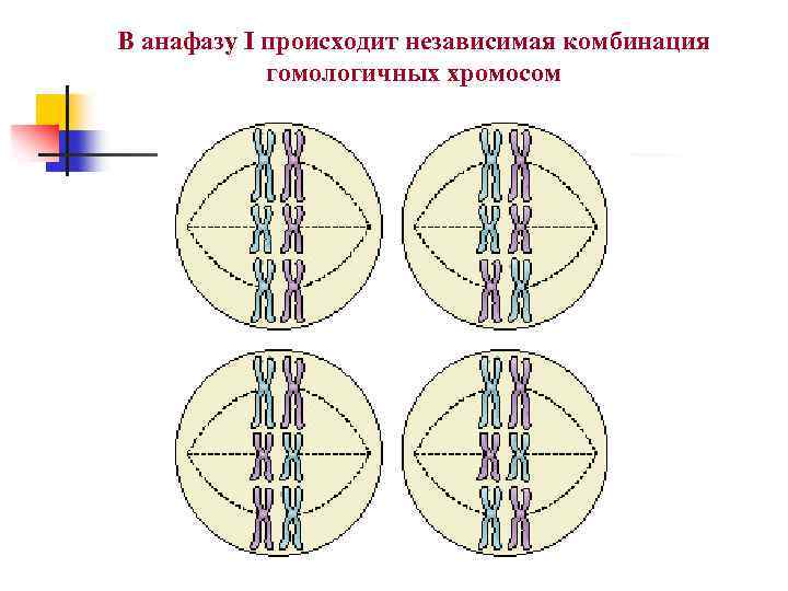В анафазу I происходит независимая комбинация гомологичных хромосом 
