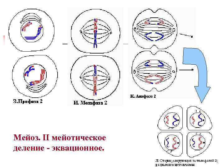 Схема мейоз 1