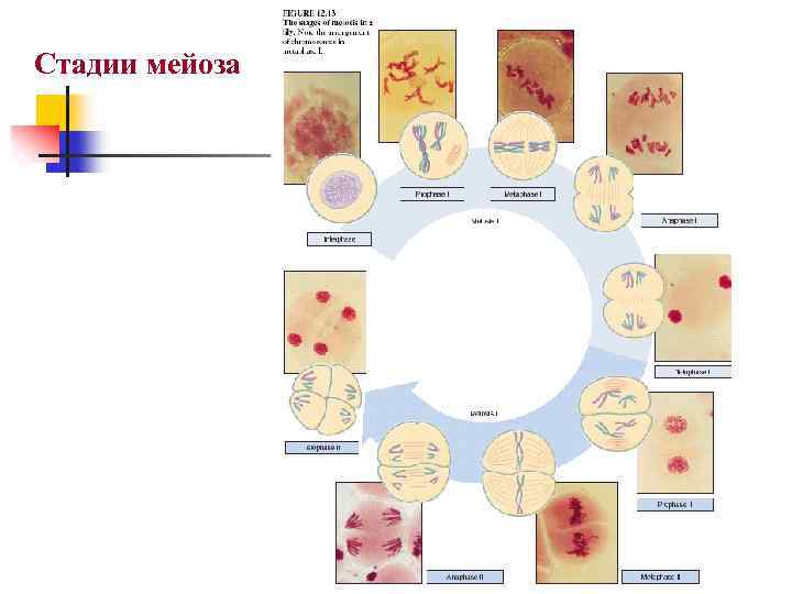 Стадии мейоза 