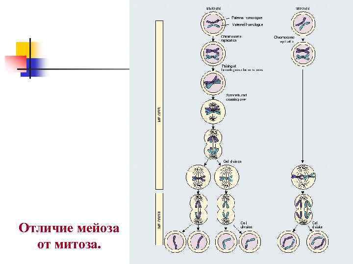 Отличие мейоза от митоза. 
