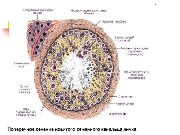 Поперечное сечение извитого семенного канальца яичка. 