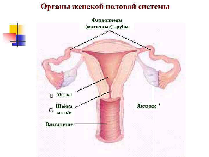Органы женской половой системы Фаллопиевы (маточные) трубы Матка Шейка матки Влагалище Яичник 