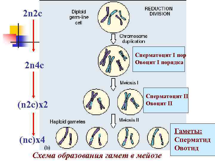 Набор хромосом и днк в мейозе