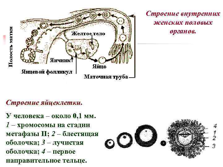 Строение внутренних женских половых органов. Строение яйцеклетки. У человека – около 0, 1 мм.