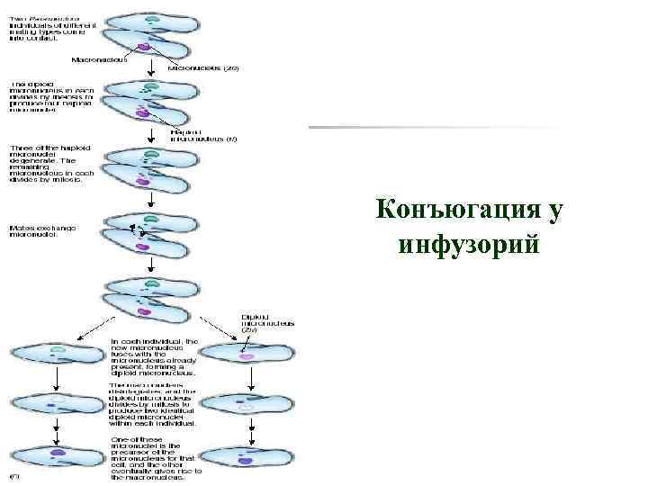 Конъюгация у инфузорий это. События конъюгация инфузорий. Половой процесс инфузорий поэтапно. Процесс конъюгации инфузорий описание и характеристика. Конъюгация в питоне.