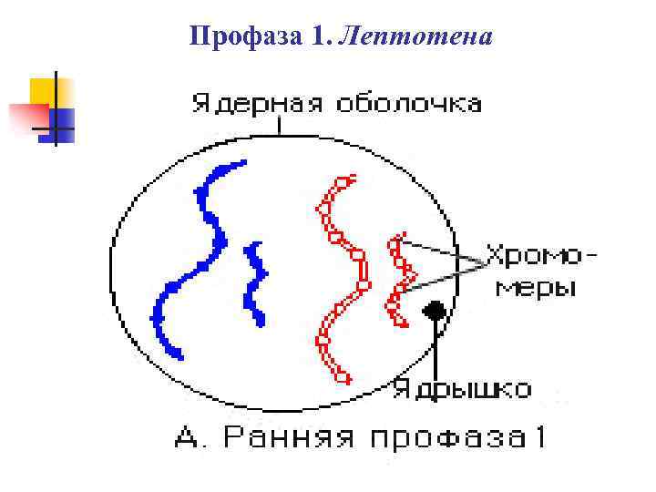 Профаза 1 мейоза. Лептотена мейоза 1. Зиготена профаза 1. Профаза 1 мейоза лептотена зиготена. Пахитена профазы 1.