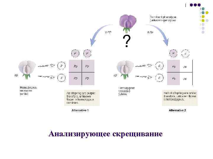 Моно ди и полигибридное скрещивание