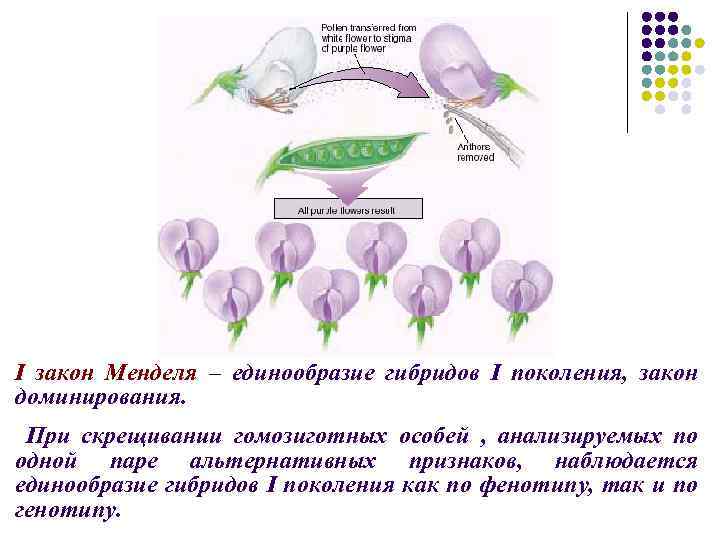 I закон Менделя – единообразие гибридов I поколения, закон доминирования. При скрещивании гомозиготных особей