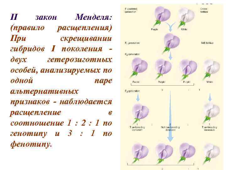 Схема гибридного скрещивания