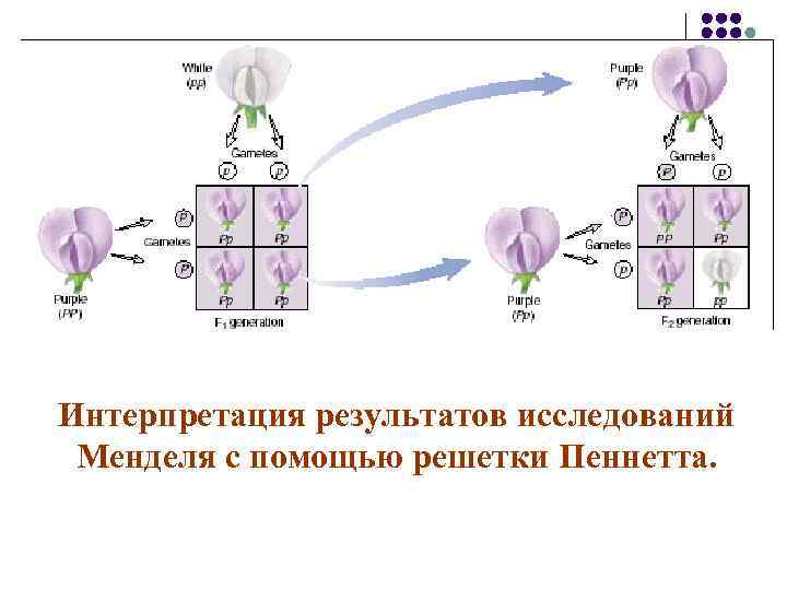 Интерпретация результатов исследований Менделя с помощью решетки Пеннетта. 