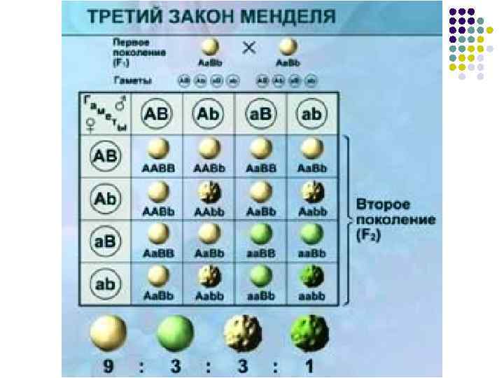 Формулировка 3 закона менделя. 1 Закон Менделя таблица. Первый второй и третий закон Менделя. 1 2 3 Закон Менделя. Первый закон Менделя.