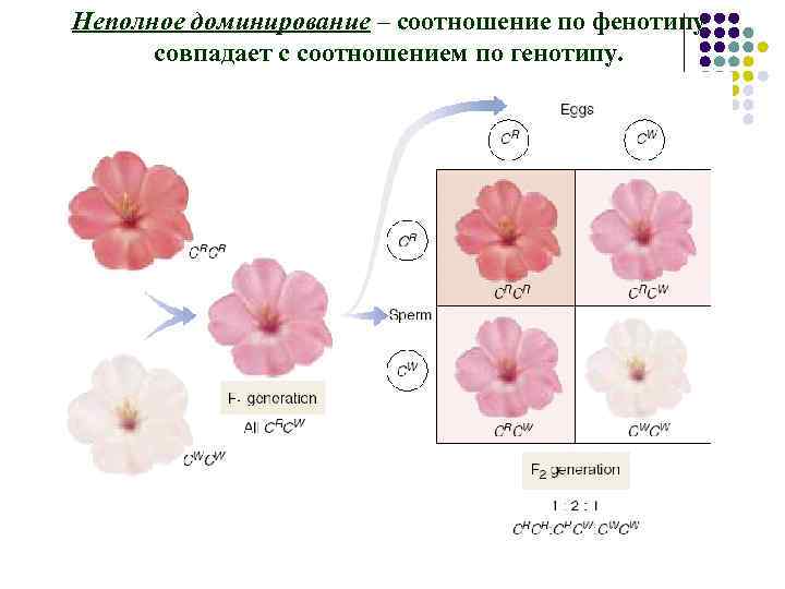 Неполное доминирование – соотношение по фенотипу совпадает с соотношением по генотипу. 