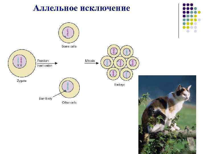 Аллельное исключение 