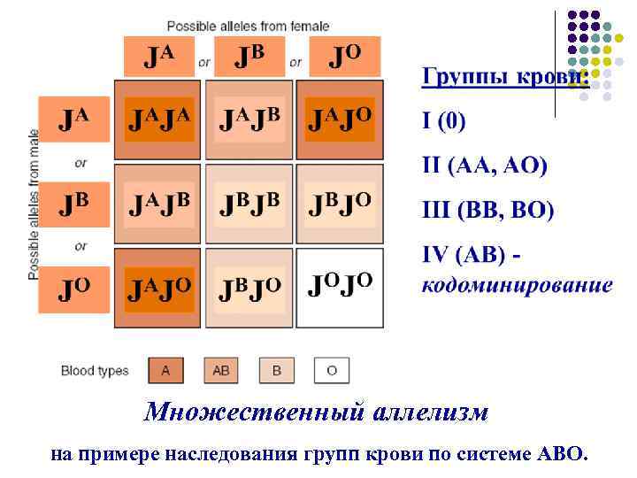 Множественный аллелизм на примере наследования групп крови по системе АВО. 