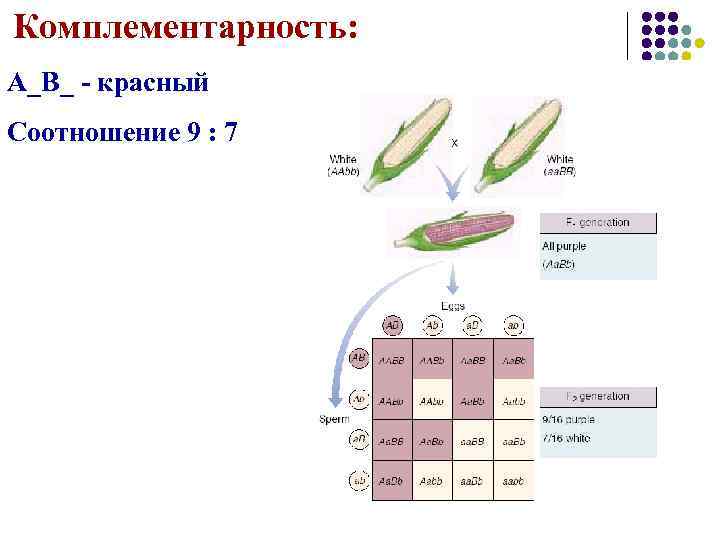 Моно ди полигибридное скрещивание определение. Комплементарность биология генетика. Комплементарность соотношение. Комплементарность примеры. Соотношения при комплементарности.