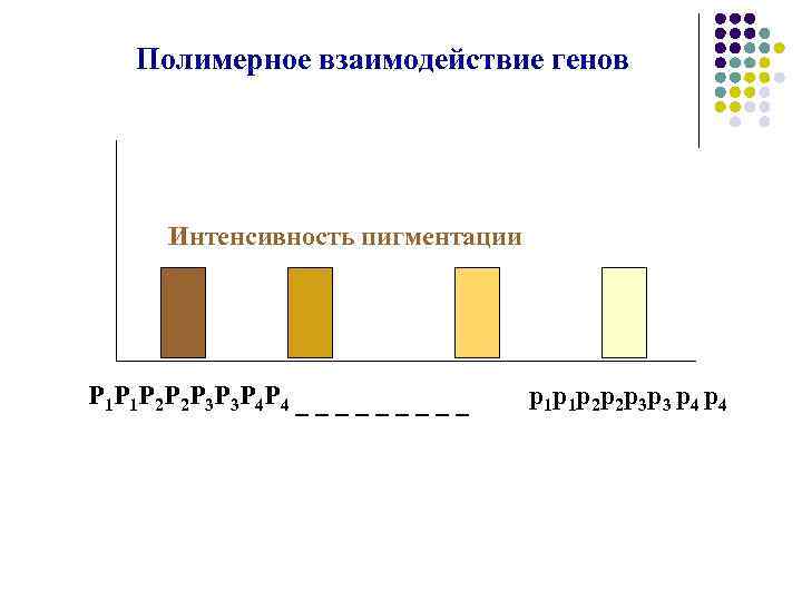 Полимерное взаимодействие генов Интенсивность пигментации Р 1 Р 1 Р 2 Р 2 Р