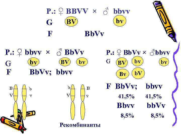 P. : ♀ BBVV × ♂ bbvv bv BV G F Bb. Vv P.