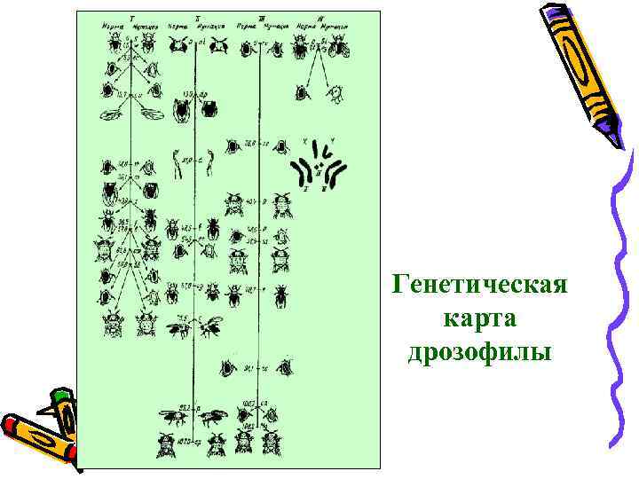 Генетическая карта. Генетическая карта хромосом дрозофилы. Генетическая карта х хромосомы дрозофилы. Первая генетическая карта хромосомы дрозофилы. Карта генов дрозофилы.