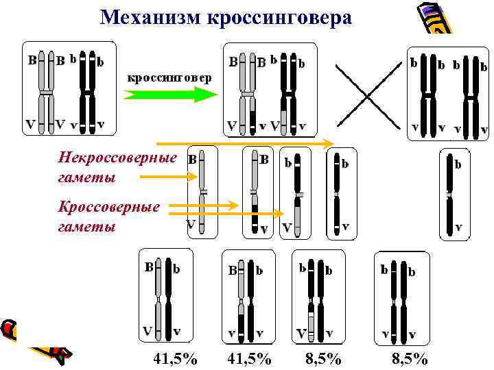 Некроссоверные особи