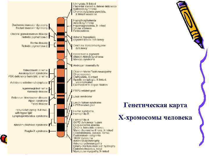 Генетическая карта Х-хромосомы человека 