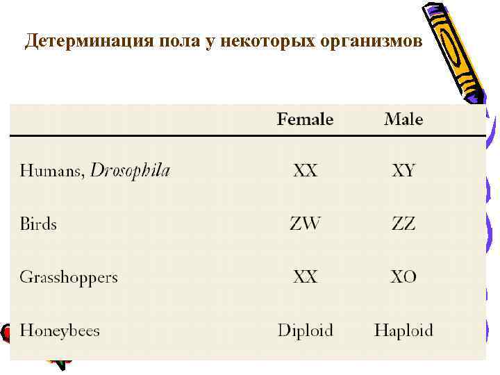 Детерминация пола у некоторых организмов 