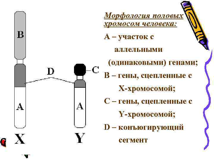 Какие хромосомы половыми. Морфология половых хромосом. Морфология половых хромосом человека. Морфология хромосом человека. Генетическая структура половых хромосом.