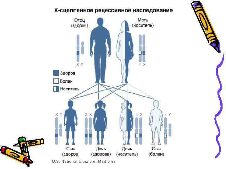 Признаки сцепленные с х хромосомой. Голандрический Тип наследования. Голандрическое наследование заболевания. Примеры голандрического наследования. Матроклинное наследование.