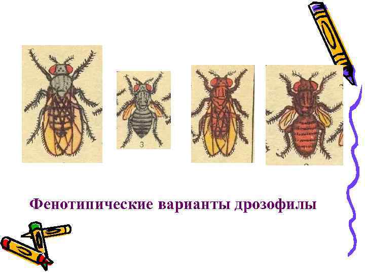 Фенотипические варианты дрозофилы 