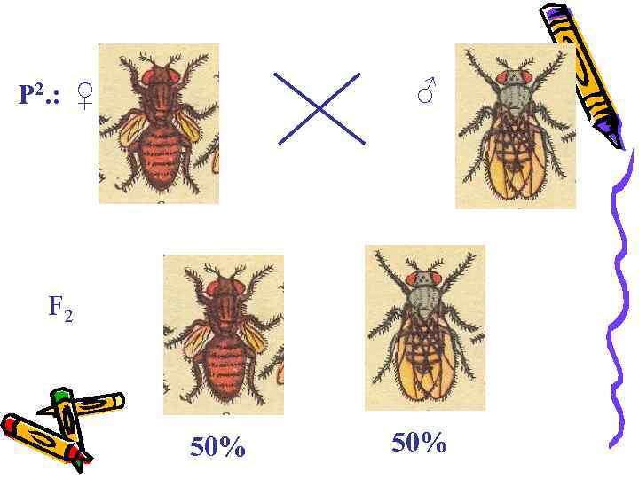 ♂ P 2. : ♀ F 2 50% 