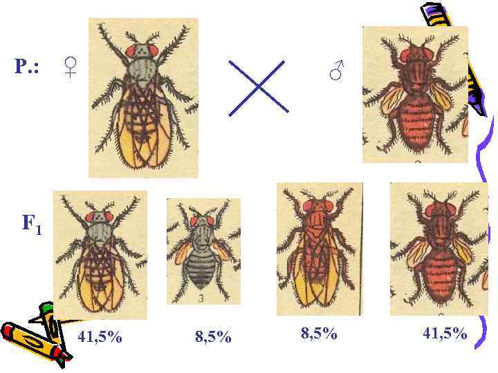 P. : ♀ ♂ F 1 41, 5% 8, 5% 41, 5% 