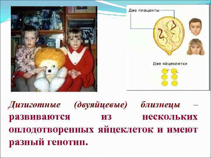 Дизиготные (двуяйцевые) близнецы – развиваются из нескольких оплодотворенных яйцеклеток и имеют разный генотип. 