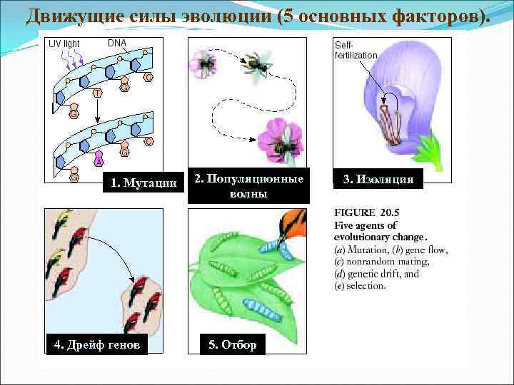 Движущие силы эволюции (5 основных факторов). 1. Мутации 4. Дрейф генов 2. Популяционные волны