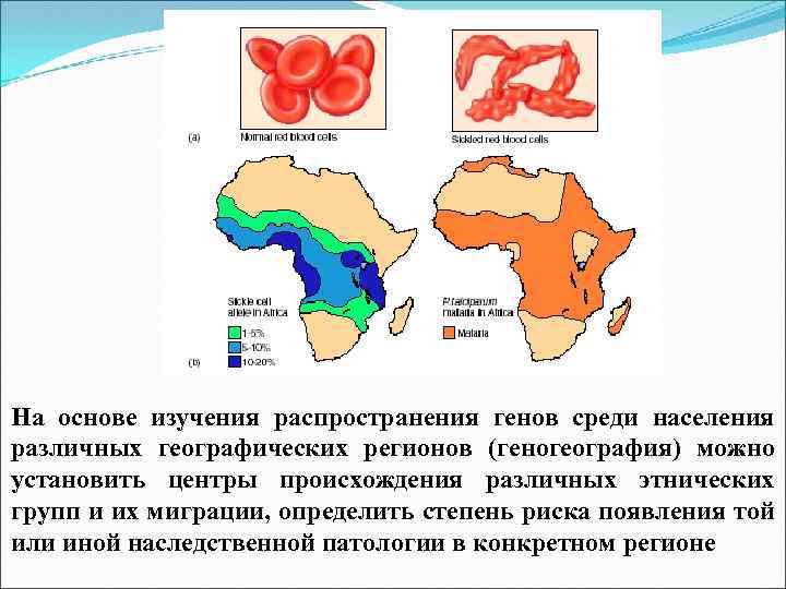 На основе изучения распространения генов среди населения различных географических регионов (геногеография) можно установить центры