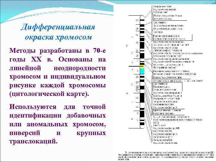 Дифференциальная окраска хромосом Методы разработаны в 70 -е годы XX в. Основаны на линейной