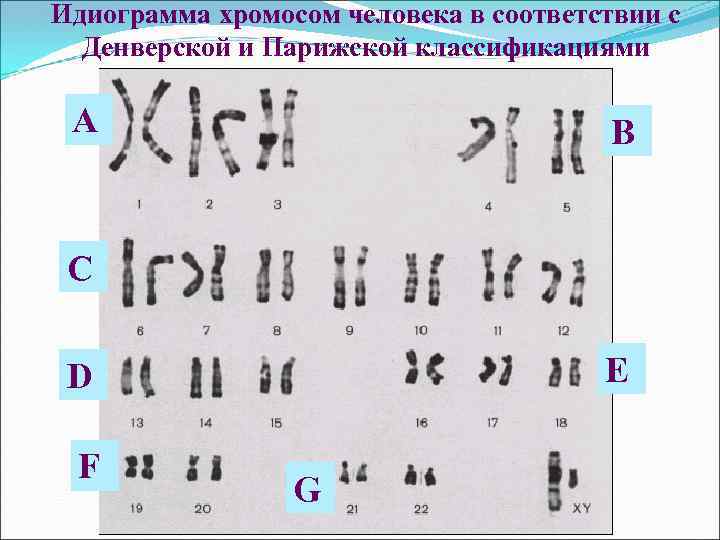 Что значат хромосомы у человека