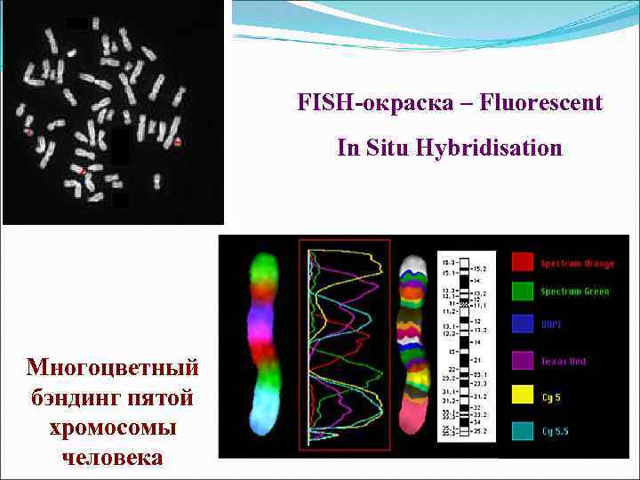 FISH-окраска – Fluorescent In Situ Hybridisation Многоцветный бэндинг пятой хромосомы человека 