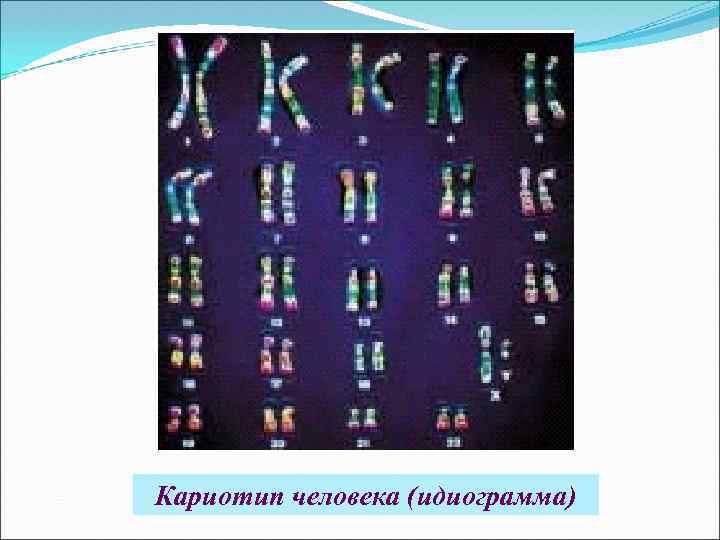 Кариотип человека (идиограмма) 