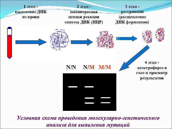 1 этап выделение ДНК из крови 2 этап полимеразная цепная реакция синтеза ДНК (ПЦР)