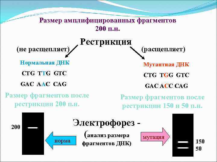 Размер амплифицированных фрагментов 200 п. н. (не расщепляет) Рестрикция (расщепляет) Нормальная ДНК Мутантная ДНК