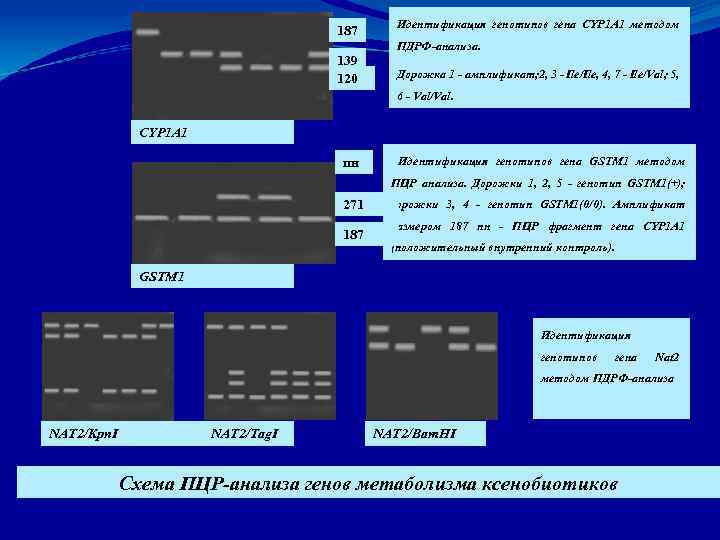 187 Идентификация генотипов гена CYP 1 A 1 методом ПДРФ-анализа. 139 120 Дорожка 1
