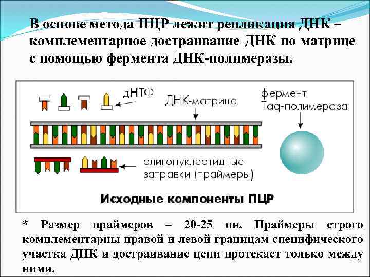 В основе метода ПЦР лежит репликация ДНК – комплементарное достраивание ДНК по матрице с