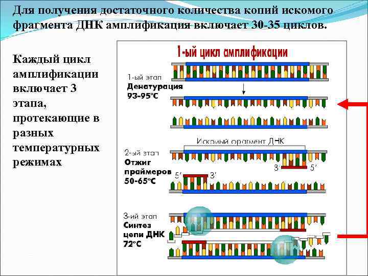 Для получения достаточного количества копий искомого фрагмента ДНК амплификация включает 30 -35 циклов. Каждый